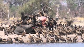 Imvelo Safari Lodges  Vultures feeding on an elephant [upl. by Temirf]