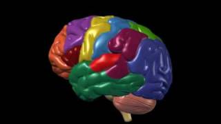 Brain Anatomy and Functions  Nucleus Health [upl. by Namyaw724]