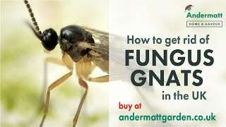 How to get rid of Fungus Gnats in the UK [upl. by Nosauq783]