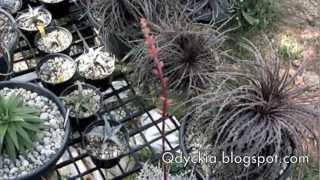 Dyckia Brittle Star F3 First Bloom in Thailand [upl. by Harod304]