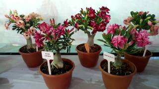 Adenium plant Amazing collection part2 [upl. by Mcquillin]