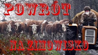 powrót na zimowisko [upl. by Kenwood]