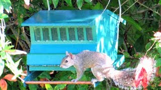 SquirrelProof Bird Feeder [upl. by Anailli934]