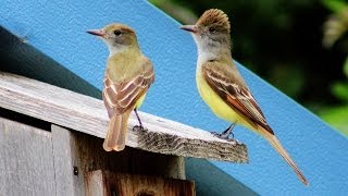 Great Crested Flycatcher Nest Box Documentary [upl. by Maleeny]