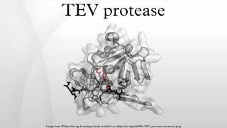 TEV protease [upl. by Atekahs956]