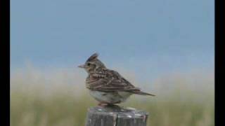 The Lark Ascending  Ralph Vaughan Williams [upl. by Alyssa]