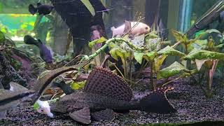 Fish Aquarium Black molly Angelfish Goldfish Pterygoplichthys gibbiceps Reedfish [upl. by Tsnre]