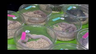 Reptile Expo in McQueeney Texas March 2023 [upl. by Nnylcaj137]