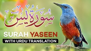 Surah Yasin  Yaseen  with Urdu Translation  Quran Tilawat Beautiful Voice  Hindi Tarjuma [upl. by Bunder664]