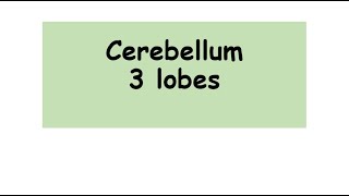 cerebellum 3 lobes anatomy biology lobes of cerebellum [upl. by Bonnette123]