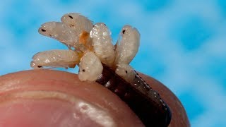 What Are Cockroach Eggs Like Commonly Found Egg Types [upl. by Adnoraj]