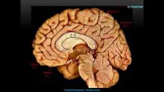 Medial surface of the brain  DrAhmed Farid [upl. by Walworth]