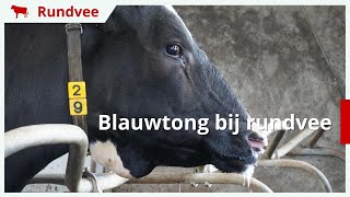 Blauwtong koeien symptomen behandeling en preventie verteld door de dierenarts  blauwtong melkvee [upl. by Maclay]