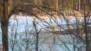 Brushy Creek lake Iowa Ice fishing report by WillCFish Tips and Tricks [upl. by Emmer980]