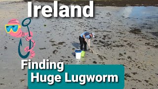 Digging lugworm find lugworm fishing bait [upl. by Kolva534]