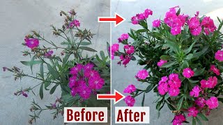 Easy ways to DeadheadPrune Dianthus to get Countless Blooms [upl. by Yelnek]