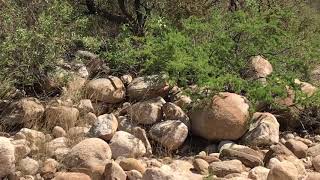 Real live ROAD RUNNER bird running and flying [upl. by Eniagrom]