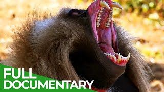 Wildlife  Just Monkeys  Free Documentary Nature [upl. by Hali]