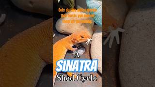 A Sinatra Shed Cycle ReUpload leopardgecko Shedding lieutenantpancake franksinatra [upl. by Caressa]