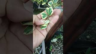 Ficus triangularis para bonsai [upl. by Torrie303]