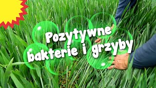 Biologiczne środki ochrony roślin — konieczność czy alternatywa [upl. by Itsuj]