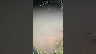 My effective way to catch eels part 3 nature 4kvideo fish [upl. by Nagad]