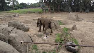 Baby elephant pooping at Oakland zoo [upl. by Stanwinn]