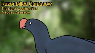 Razorbilled Curassow The sister species of the Alagoas Curassow [upl. by Oakley]