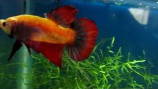 Flaring Plakat Betta [upl. by Vashtee]