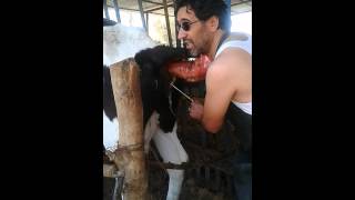 Metritis Treatment in cow by ahmed gheeza علاج التهاب الرحم في الابقار بواسطة احمد [upl. by Nefen]