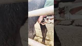 Shorts Castrating Bull Calves  Beef Farming [upl. by Blank198]