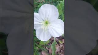 Oenothera Onagra Deslumbrante Florece en primavera y verano en Argentina [upl. by Ahtabat893]