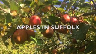 Apple Varieties UK [upl. by Darcie75]