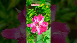 tending sound 💞💓 nature naturelovers natarulbestvideo subscribe flowers [upl. by Mintz]