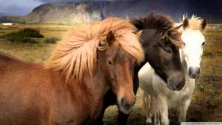 Horse neighing sound effect 16 Horse Neigh Snort and Gallop Sound Effects High Quality [upl. by Ativoj]