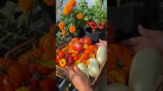 Harvest vegetables rural vegetables farming gardening [upl. by Grew588]