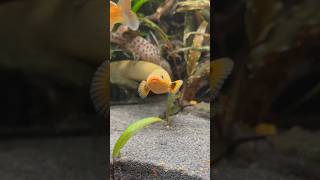 Rope Fish In A Planted Fluval Roma [upl. by Herminia]