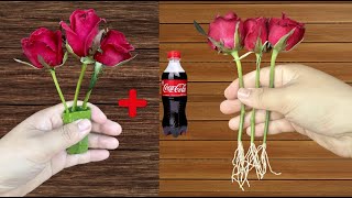 Just cocacola roses grow roots like crazy overnight [upl. by Seely51]