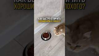 Как за 5 секунд отличить хороший корм от плохого🐱 [upl. by Akihsay]