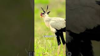 SECRETARY BIRD SAGITTARIUS SERPENTARIUS wildbirds birds birdsofprey birdspecies [upl. by Samalla736]