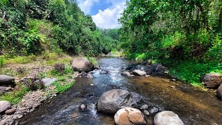 Dynamic Morning Stream Sound to Boost Positive Mood Instantly  Forest Rushing River Ambience [upl. by Ingham304]