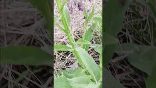 Growing Medicinal Comfrey comfrey healingherbs inflammation [upl. by Meldoh]