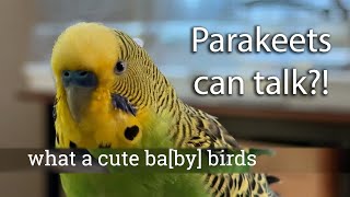 Budgie talks kindly of himself by saying quotcute little baby birdquot [upl. by Ydnac616]