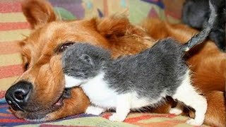 Dogs Who Love Their Kitten Since The Moment They Met  CATS AND DOGS Friendship [upl. by Menard]