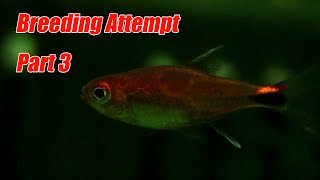 Ruby Tetra Breeding AttemptI have been completely defeated [upl. by Euell]