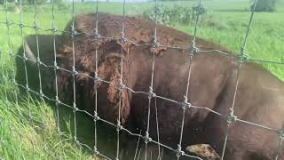 Midewin National Tallgrass Prairie Buffalo [upl. by Kernan]