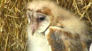 Baby Barn Owl  Cincinnati Zoo [upl. by Mcmaster261]