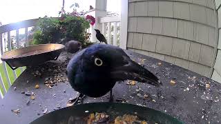 A relaxing Grackle Breakfast [upl. by Rosaline223]