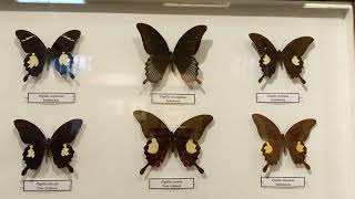 Unique Collection of Awesome Butterflies Papilionidae from Tropics Have You Seen Them in Nature [upl. by Donnell]