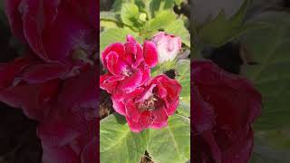 Gloxinia flower gardening plantlover gardeningtipsforbeginners [upl. by Augustus]